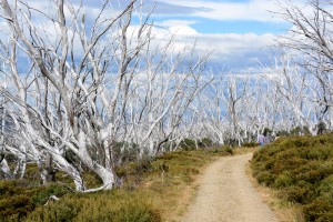 Dead ghost gums lining the track to Wallace Hut.
