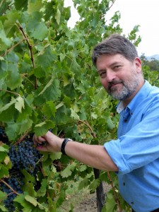 They won't miss one! Mark raids the vines at Gapsted Winery. (Sonya)